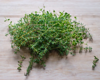 No chá ou no tempero: tomilho é uma plantinha cheia de benefícios para a saúde, veja como consumir