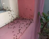 Nem bicarbonato, nem inseticida: essas são as melhores maneiras de eliminar formigas da sua casa de um jeito natural e eficaz