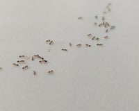 Chega de formigas na varanda e dentro de casa: 4 dicas caseiras para resolver o problema rapidinho