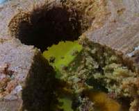 Bolo de aveia e açúcar mascavo