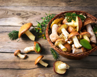 Cogumelos comestíveis: quais são e como preparar