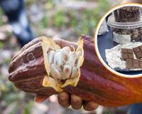 Turismo do chocolate: onde visitar fábricas artesanais no sul da Bahia