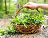 Urtiga é nutritiva: descubra benefícios da planta, como consumir e passe longe da urticária!