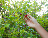 Ideal para casas pequenas: a árvore produz frutos no verão, não cria raízes profundas e requer pouca manutenção