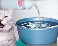 Se você tem pet, aposto que você não sabia que NUNCA deve usar água sanitária nessas situações!