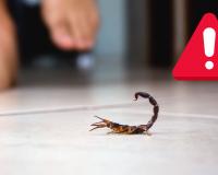 Infestação de escorpiões assustam moradores de São Paulo: aprenda como evitar que a praga entre na sua casa e o que fazer se for picado