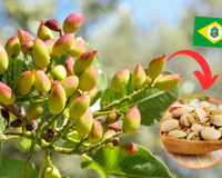 Por que o Ceará é o primeiro produtor de pistache do Brasil?