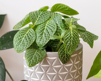 Transforme a sua casa com a planta-sorriso: renova a energia, traz frescor e harmonia para o dia a dia