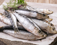Benefícios da anchova para a saúde: confira