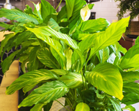 Pouca gente sabe, mas essa planta ajuda a “absorver" parte do som no ambiente