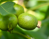 Fruta do Nordeste chama a atenção por misturar sabor doce e azedo em apenas uma mordida