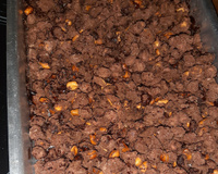 Amendoim de chocolate