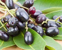 Benefícios do jamelão para a saúde: confira