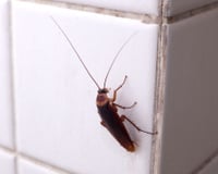 As baratas realmente voam em direção às pessoas? Por que às vezes parece que elas estão vindo em nossa direção mesmo sem termos feito nada?