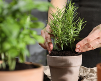 Nunca mais compre alecrim: o segredo para cultivar em casa e ter o tempero fresco sempre à mão