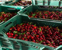 Praga quarentenária é responsável pela destruição de mais de tonelada de cerejas pelas autoridades