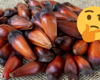 Cozinhou muito pinhão? Aprenda como guardá-lo do jeito certo para não precisar jogar fora!