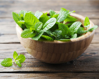 Como plantar hortelã em casa: veja as dicas