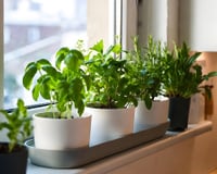 Com este método simples, você pode colher manjericão o ano todo: se você já tem horta em casa, sua produção vai aumentar muito