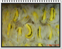 Docinho de leite ninho