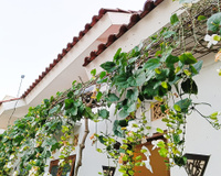 5 trepadeiras que crescem muito rápido e transformam qualquer muro ou jardim