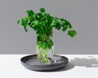 Como conservar o coentro por até 2 semanas: o truque do pote de vidro que mantém o frescor por dias