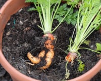 Agora eu sempre faço bolo de cenoura com o ingrediente fresquinho depois que aprendi a plantar cenoura em vasos!