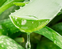 O que acontece com o corpo se ingerir gel de babosa (aloe vera) todos os dias?