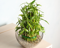 O segredo para manter seu bambu da sorte sempre verde, atraindo boas energias para a sua casa