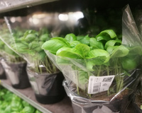 Veja por que o manjericão em vaso do supermercado morre rapidamente