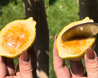 Mousse de limão-siciliano na casca: o jeito mais charmoso e fácil de preparar a sobremesa