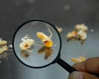 Com quantos anos você descobriu que é por isso que dá cupim na sua casa?