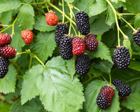 Guia completo para você plantar amora em casa e aproveitar os benefícios dessa fruta vermelha!