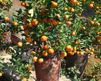 Dê mais cor para o seu jardim com essas 5 árvores frutíferas que podem ser cultivadas em vasos