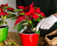 A flor "fofoqueira": ela avisa na hora se o clima da sua casa está ruim, veja como entender os sinais dela