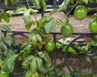 Quase ninguém cultiva essa fruta em casa, mas ela pode encher seu quintal de borboletas o ano inteiro