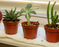 Não conseguia cultivar suculentas em casa, mas com essas dicas elas ficaram lindas