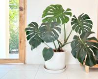 Essas plantas fáceis de cuidar vão deixar sua casa com cara de rica!