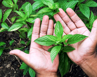 Benefícios do manjericão: erva acaba com aftas, controla a glicose, ajuda na saúde do coração e muito mais! Descubra o poder dessa plantinha!