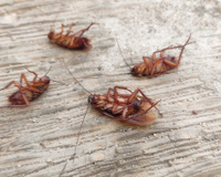 Diego Fernández, engenheiro químico: “Inseticida é inútil contra baratas, ácido bórico é melhor”