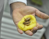 Bolinho de mandioca com recheio de carne seca