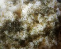 Purê de batata doce com salsinha