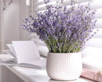 Minha vida mudou desde que eu passei a espalhar essa flor pela casa: afasta a tristeza e deixa tudo mais feliz