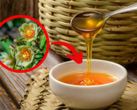 Mel de ora-pro-nóbis é opção menos doce ao paladar que está revolucionando a apicultura; entenda o que é e benefícios