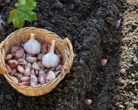 Use o alho desta forma em suas plantas e árvores e diga adeus a qualquer praga