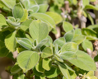 Que o boldo é ótimo para a saúde todos sabem, mas você não imagina como é fácil plantar em casa!