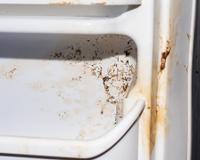 3 truques para evitar que sua geladeira se torne um criadouro de bactérias e fungos