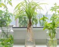 Os 5 temperos que crescem na água para cultivar na cozinha e ter sempre à mão: suas receitas ficarão muito mais saborosas