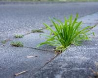 Adeus, agrotóxico: a solução caseira que está matando as ervas daninhas da calçada com um truque de 10 minutos