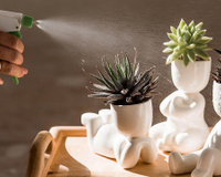 Não é o sol: o verdadeiro inimigo das suculentas no calor e a culpa é sua